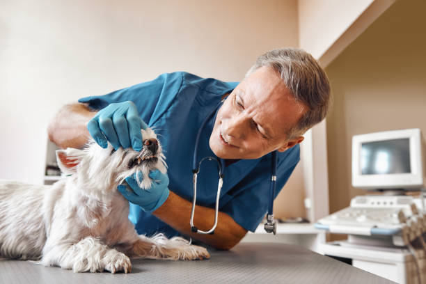 Best Broken or Chipped Tooth Repair in Monee, IL